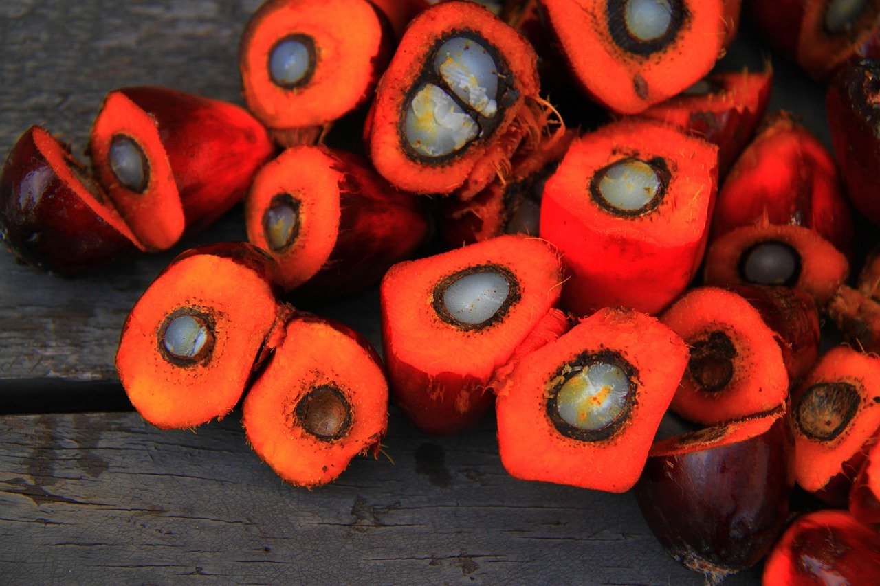 palm oil, oil, palm, agriculture, tropical, food, fruit, seed, industry, green, red, plantation, malaysia, raw, asia, tree, freshness, nature, nut, biodiesel, harvest, farm, resources, fresh, vegetable, crop, leaf, cooking, flora, energy, commodity, estate, rural, orange, cut, conservation, country, produce, growth, palm oil, palm oil, palm oil, palm oil, palm oil